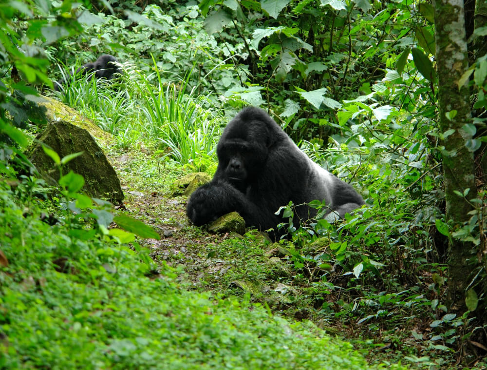 Gorilla Habituation Bwindi