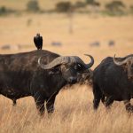 7 Days Tanzania Wildlife