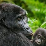 3 Days Rwanda Gorilla Trekking