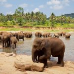 Maasai Mara & Lake Nakuru Safari