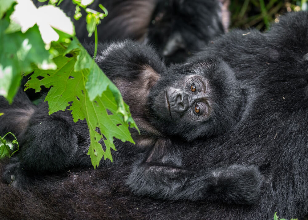 4 Days Bwindi Gorilla Trekking Safari