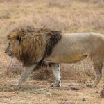 4 Days Nyerere National Park