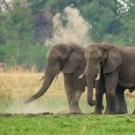 3 Days Amboseli Park Safari