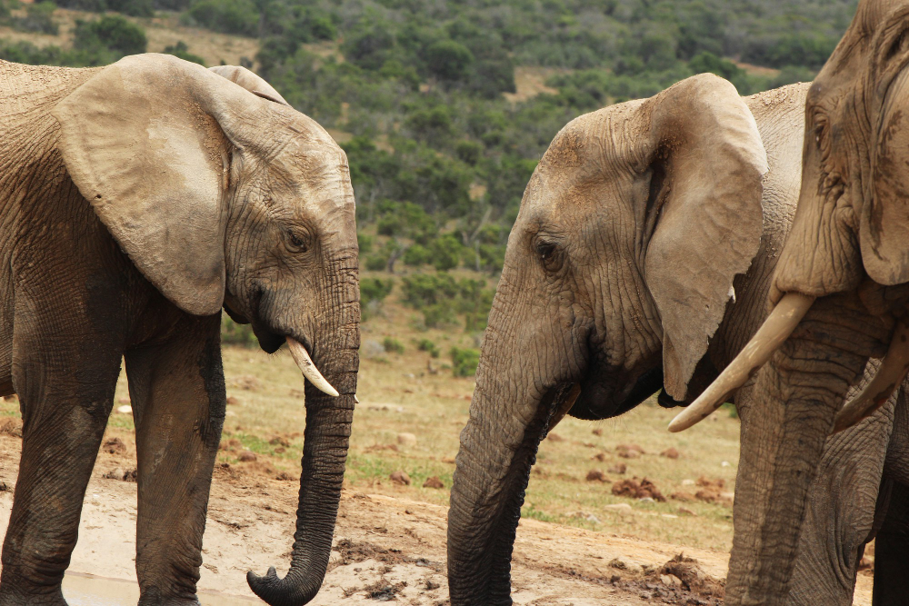 Family-Friendly Lake Manyara Safaris