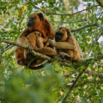 08 Days Chimp & Gorilla Tour