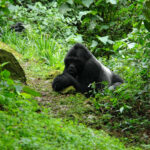 Rwanda Wildlife & Culture Tour