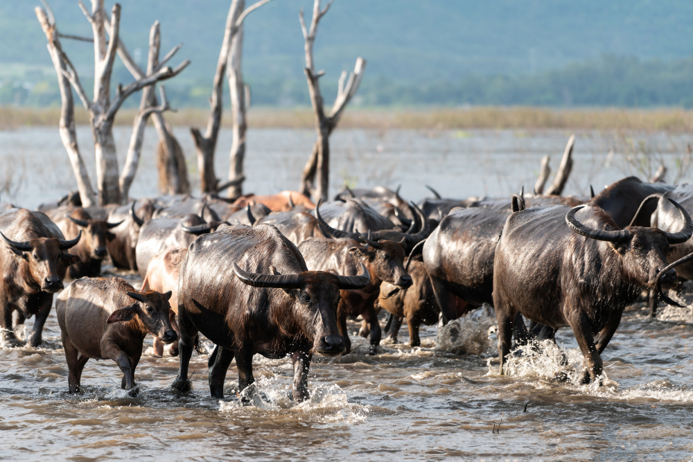 The Great Wildebeest Migration in East Africa: Routes, Seasons, and Travel Tips