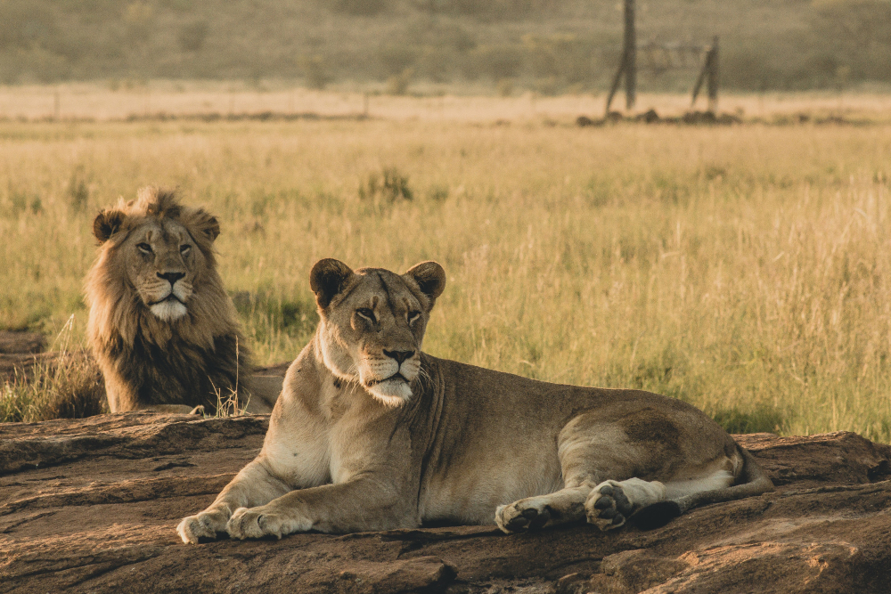 12 Days Tarangire, Serengeti, Lake Manyara & Ngorongoro Crater Safari