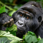 5 Day Rwanda Gorilla Trekking