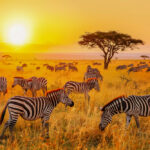 7 Days Magical Luxury Kenya