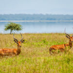 Lake Nakuru Bird Watching Safaris