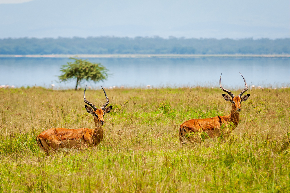 3 Days Lake Nakuru Bird Watching Safaris