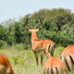 5 Days Tarangire National Park Safaris