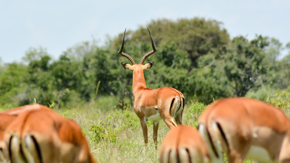 5 Days Tarangire National Park Safaris