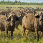 4 Days Wildebeest Migration