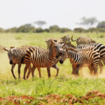 5 Days Uganda Wildlife Tour