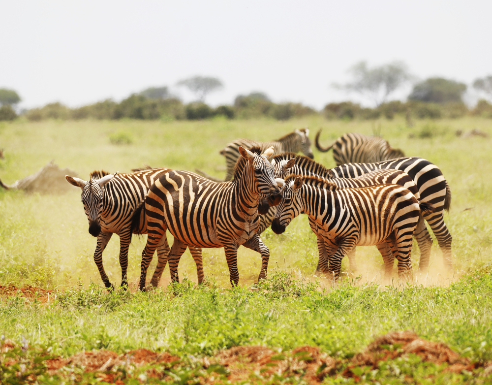 5 Days Uganda Wildlife Tour