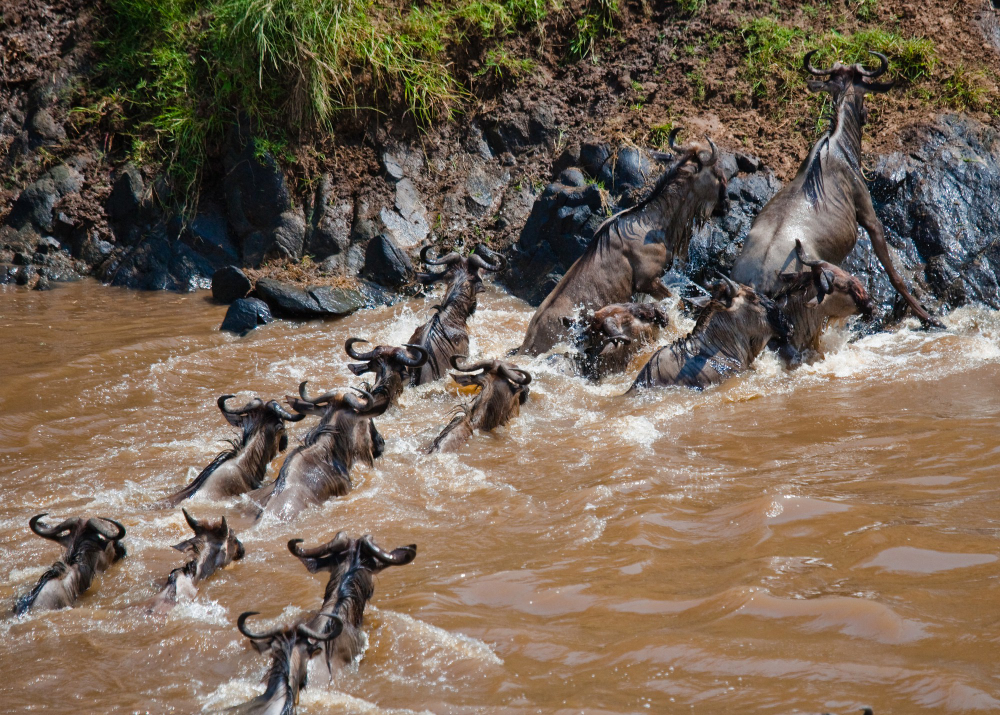 The Great Annual Migration Safari