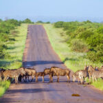 3 Days Kidepo Wildlife Safari